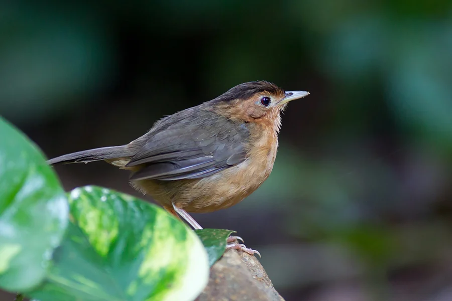 Brown-capped Babbler at Yala National Park