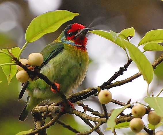 crimson_fronted_barbet_safari_srilanka_01-02-2026