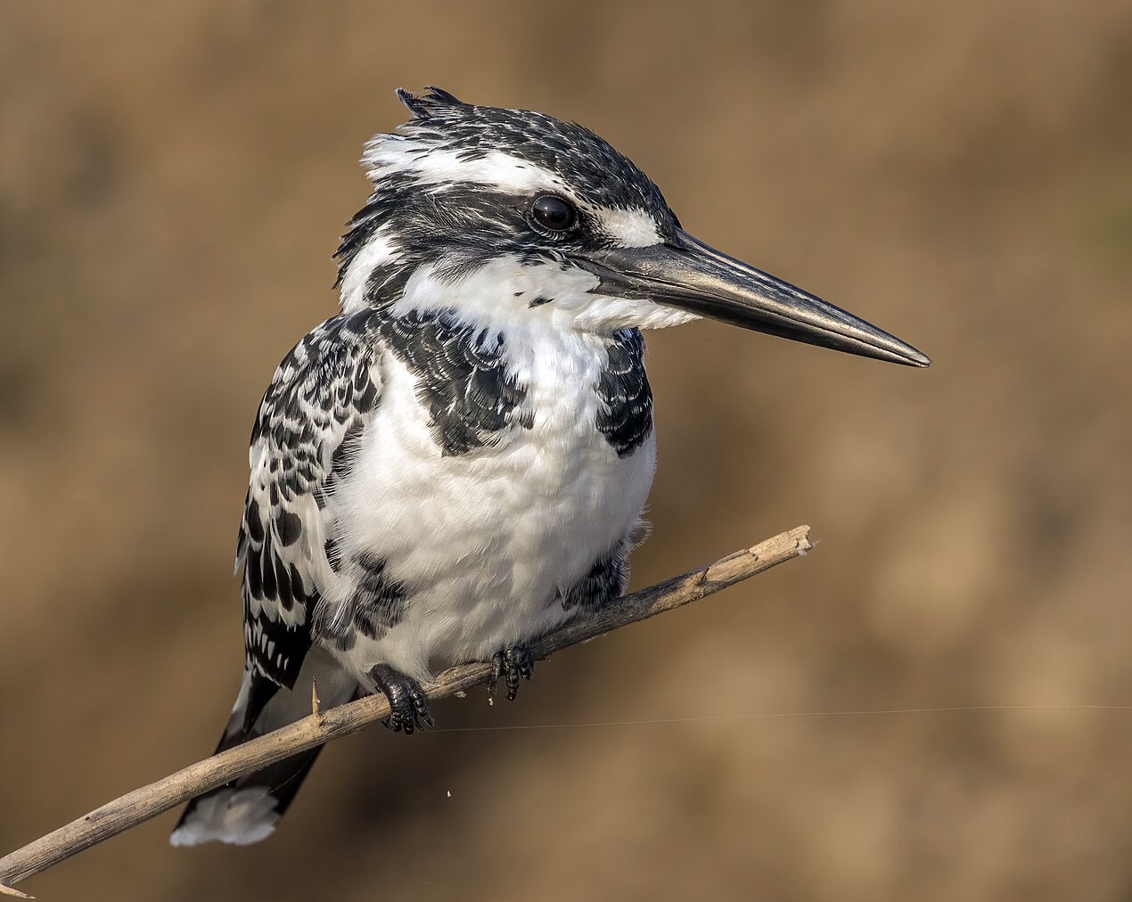 Pied Kingfisher at Udawalawe Reservoir