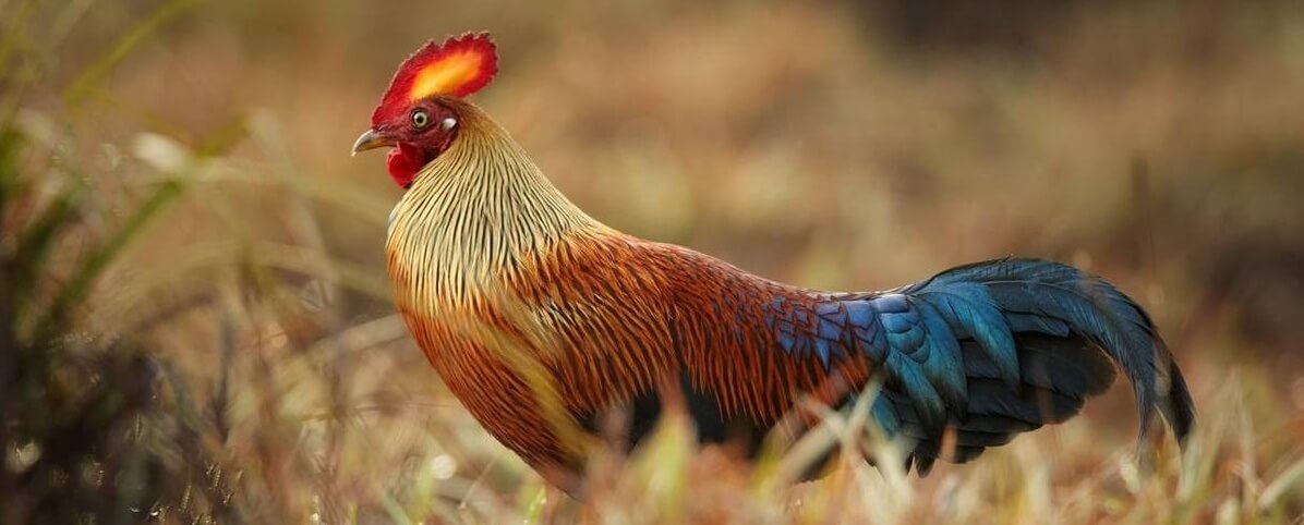 Complete Sri Lanka Bird Species Guide