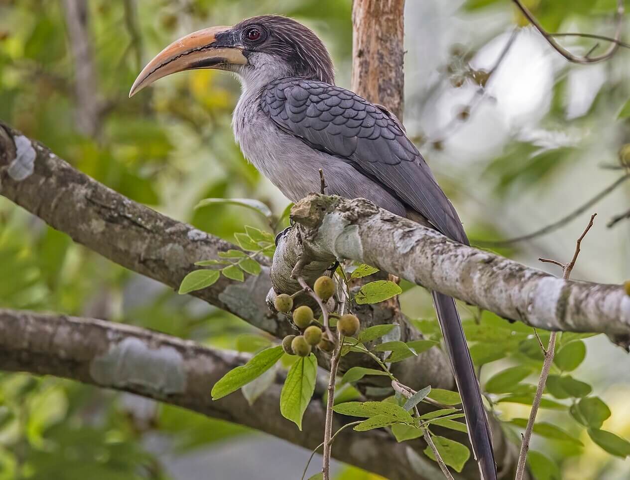 sri_lanka_grey_hornbill at Yala National Park