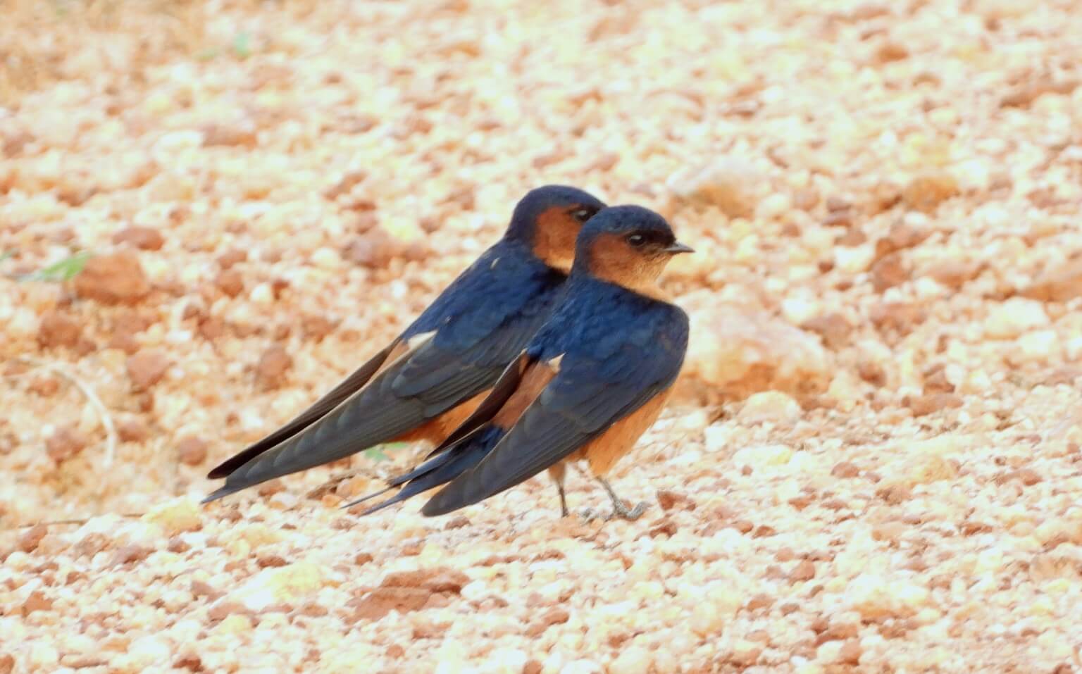 sri_lanka_swallow_udawalawa_park_endemic
