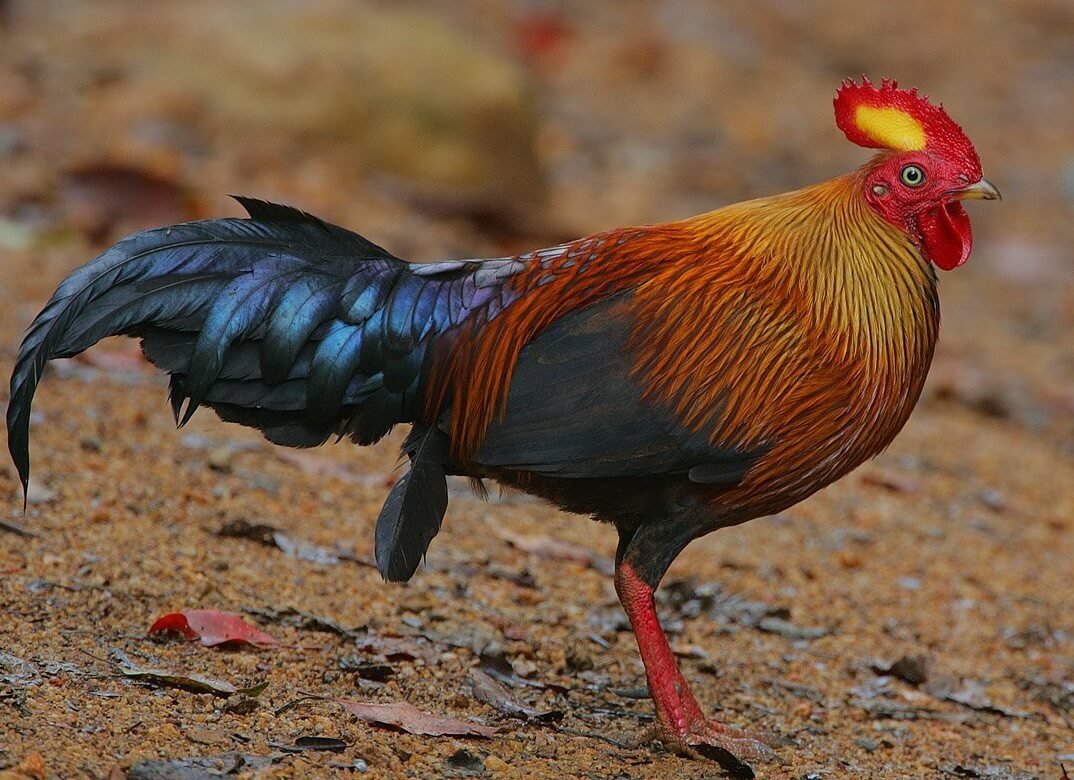 Sri Lankan Junglefowl