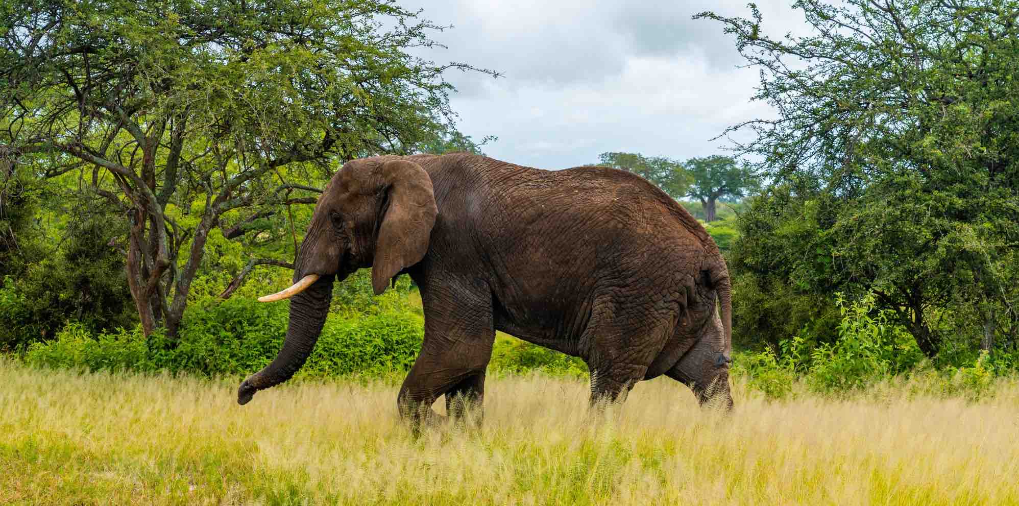 Wild elephants at Udawalawe National Park Sri Lanka - complete guide