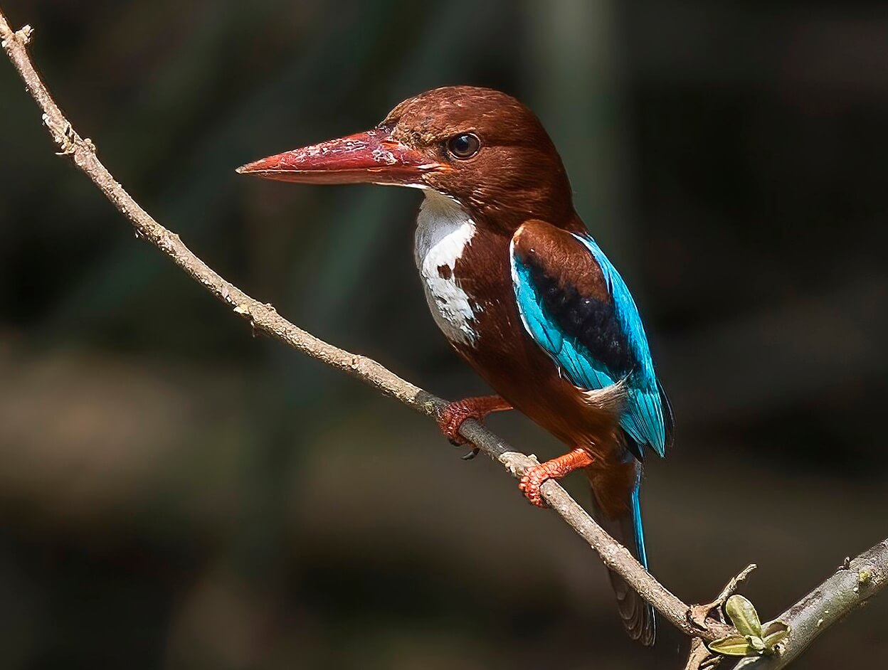 White-throated Kingfisher at Sri Lanka Safari