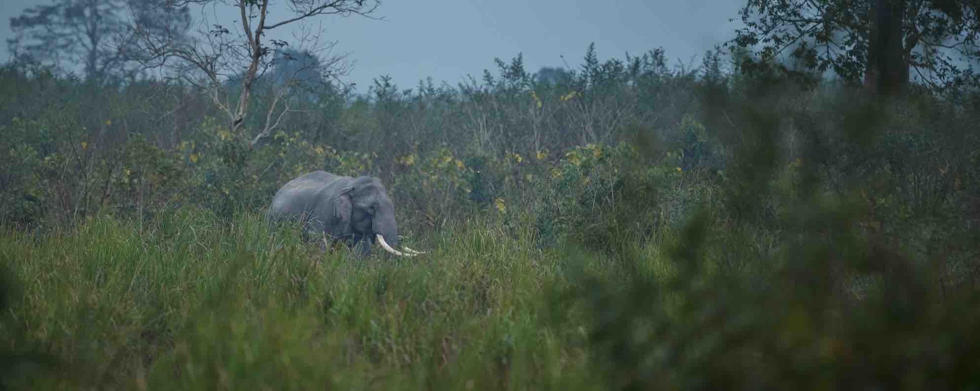 Elephant and bird tracking at Udawalawe National Park