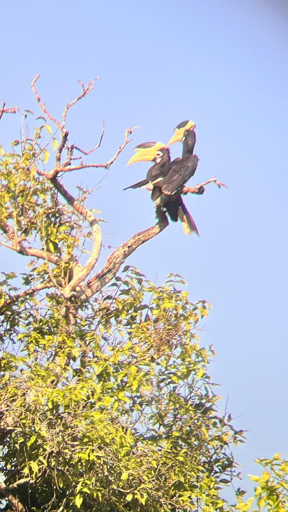 Pair of Malabar pied hornbills with large yellow casques perched on a bare branch