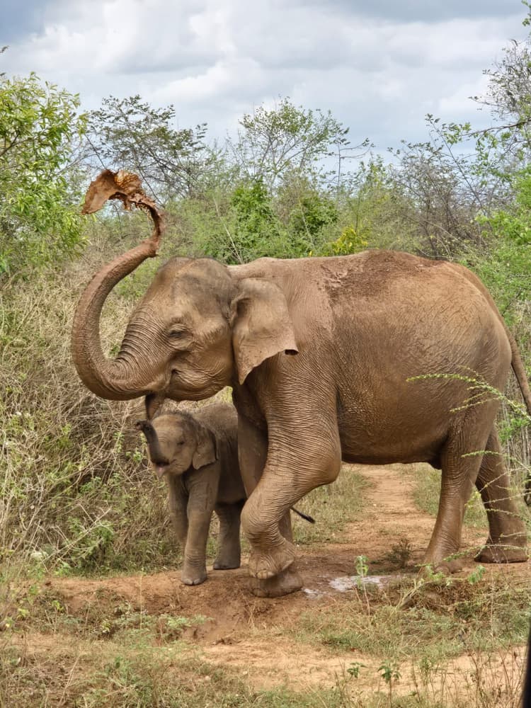 Mother elephant tossing dust over her back with a young calf at her side on a safari track