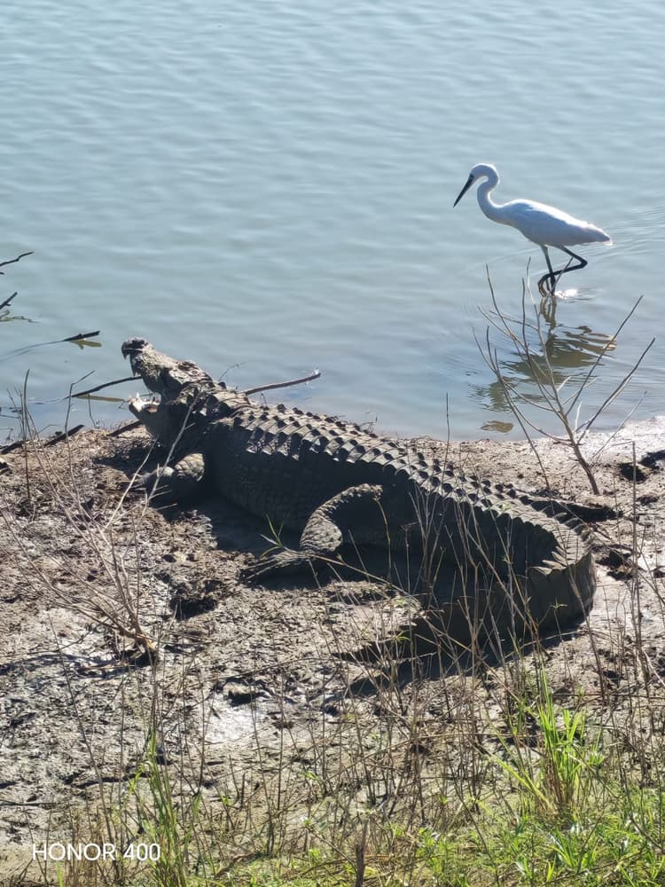 Mugger crocodile basking on a muddy bank while a little egret wades in the water behind it