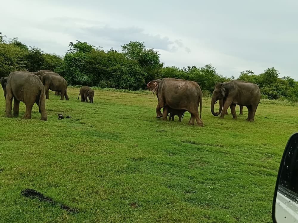 Herd of wild elephants grazing on open grassland with a calf beside its mother, seen from a safari jeep at Udawalawe