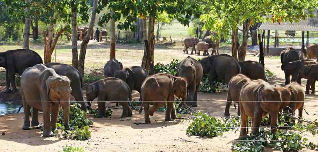 Orphaned baby elephants at the Elephant Transit Home, Udawalawe National Park