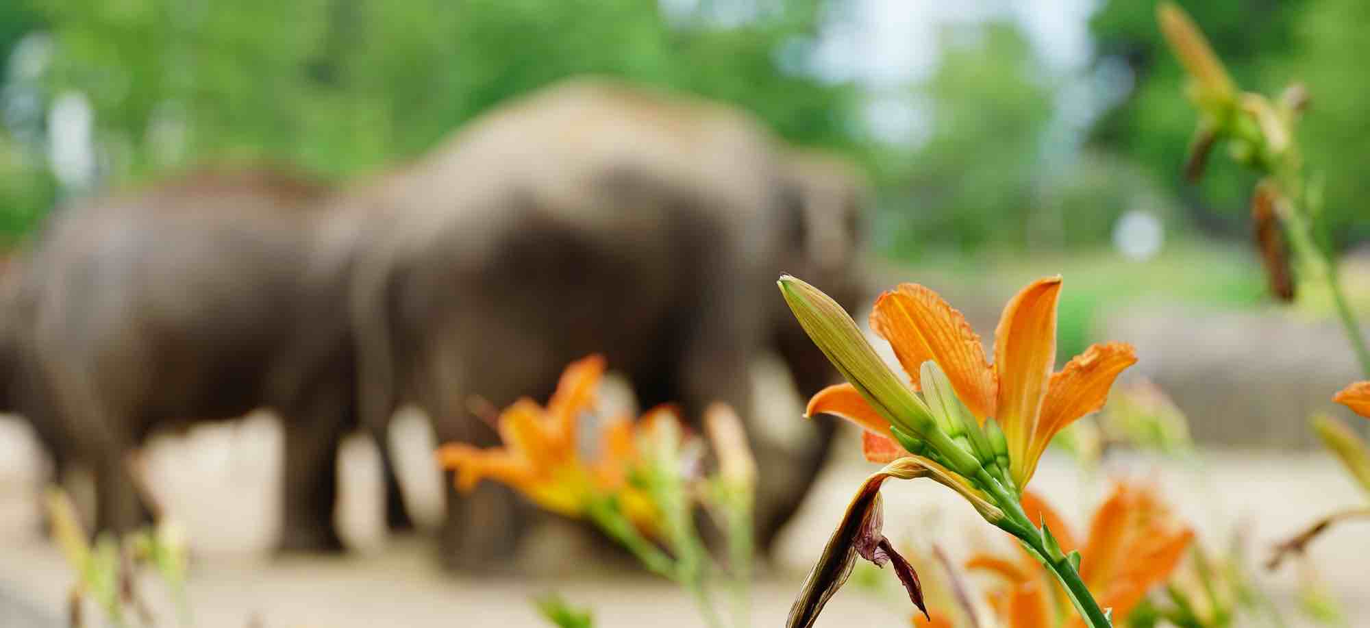 Udawalawe jeep safari with wild elephants in Sri Lanka